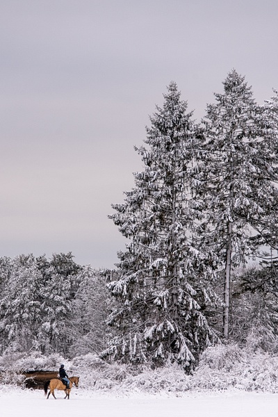 Winter Steed - Winter in New England - Jim Rothenberg