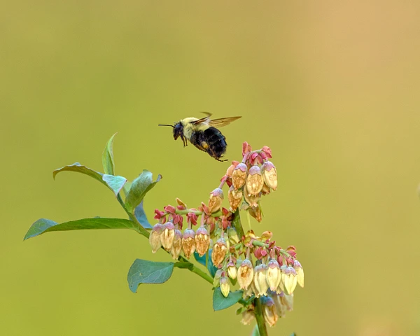 A bumblebee hovering near blooming flowers against a soft background.