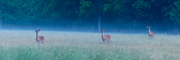 Konrad Michels Photography