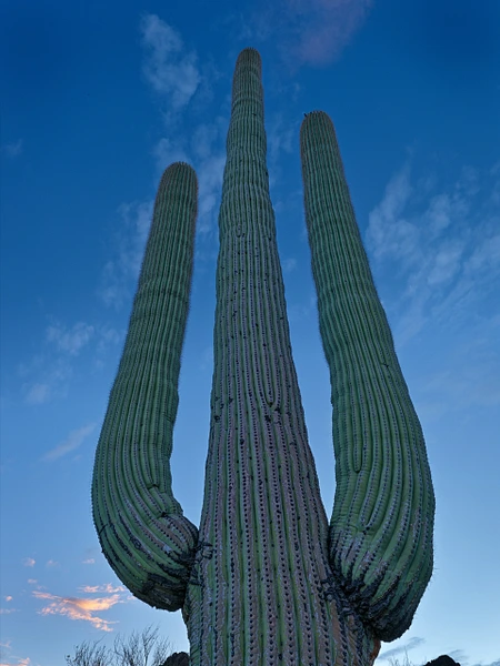 Tall saguaro cactus with multiple arms silhouetted against a twilight sky.