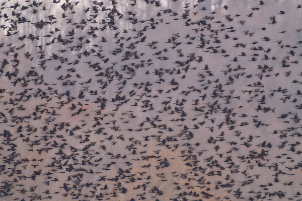 A large flock of birds flying together in a dynamic formation against a soft background.