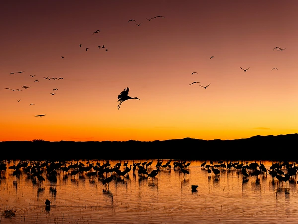 A flock of cranes flying over calm waters at sunrise with vibrant colors.