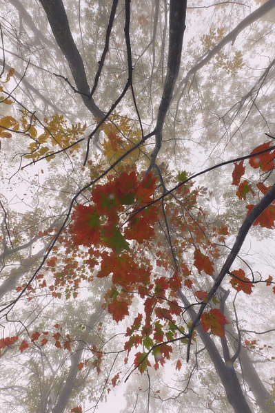 View looking up at autumn leaves through a foggy forest canopy.