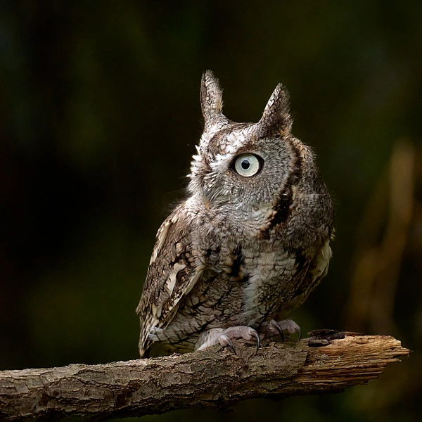 A beautiful owl with blue eyes perched on a branch in a dark setting.