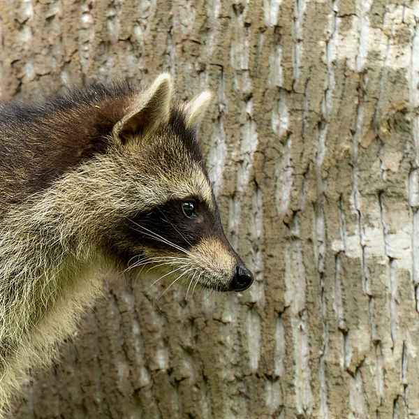 Close-up of a curious raccoon observing its surroundings near textured tree bark.