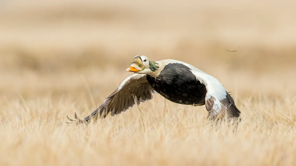 Spectacled Eider Drake in Flight