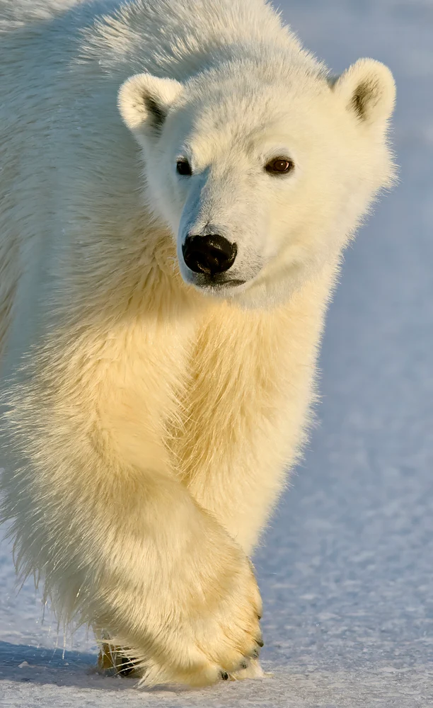 Polar Bear Yearling