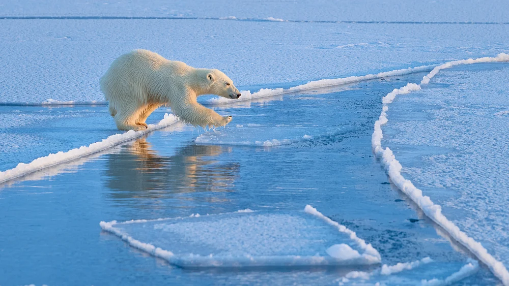 Young Polar Bear Stepping Towards the Unknown