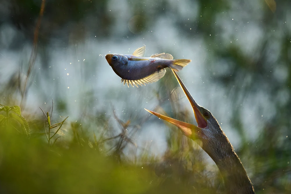 Backlit Anhinga Tossing Lunch