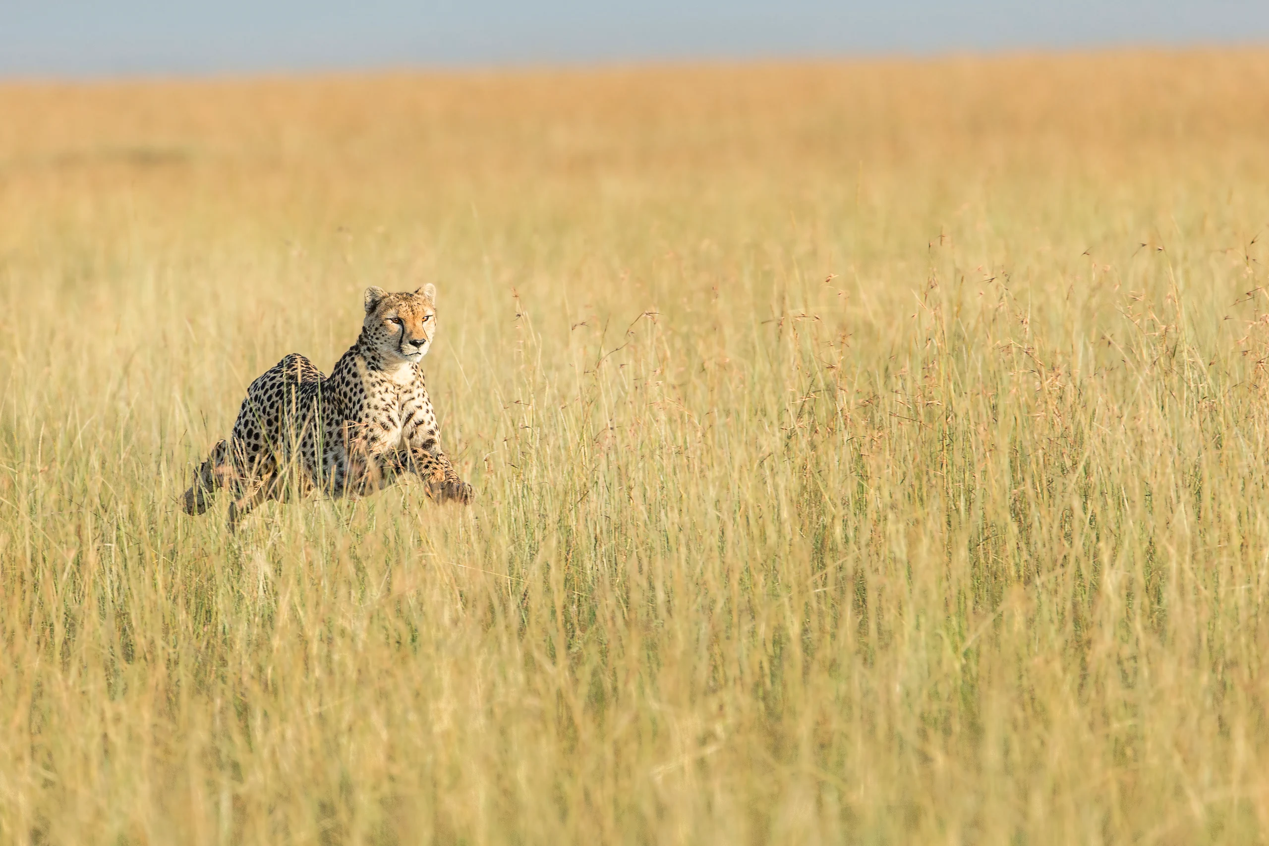 Cheetah Hunting in Long Grass - Masai Mara