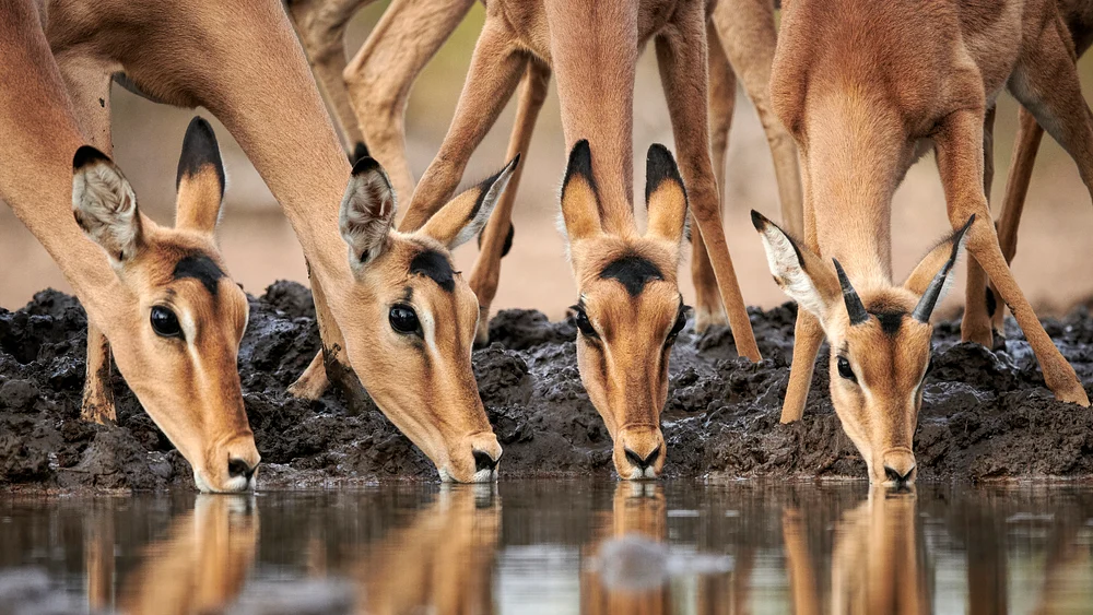Impala at a Mashatu Waterhole