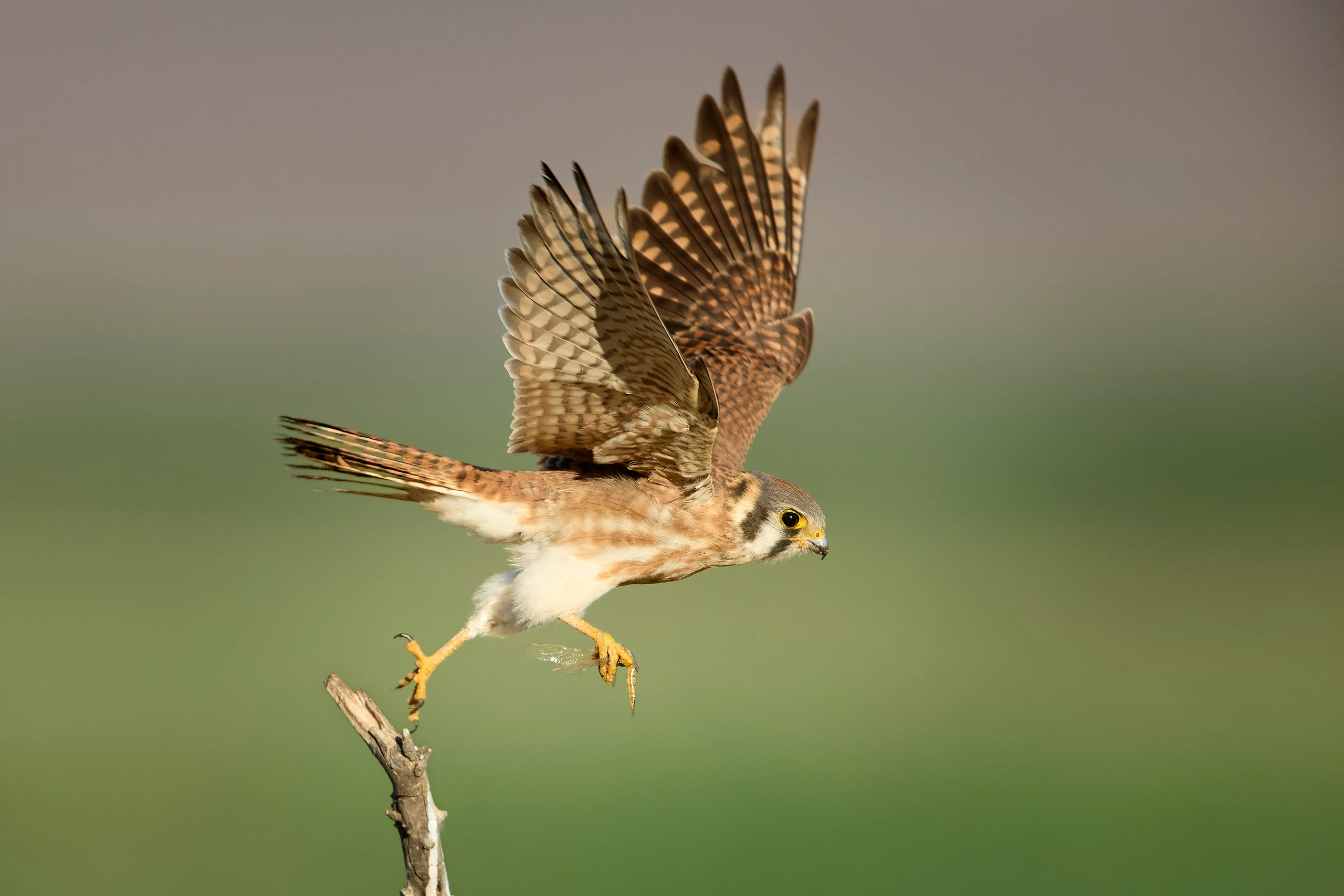 American Kestral Femal Taking Off with Dragon Fly