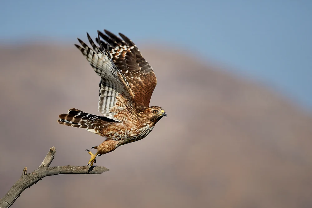 Immature Red-shouldered Hawk Takeoff