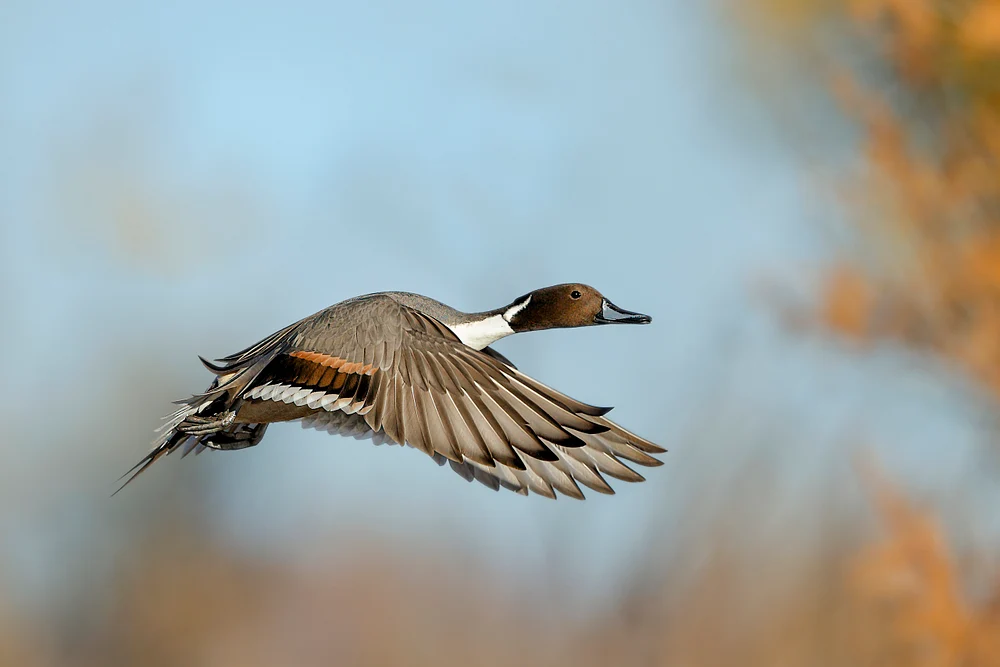 Northern pintail in Flight with Fall Colors