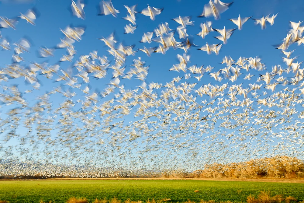 Snow Geese Blastoff
