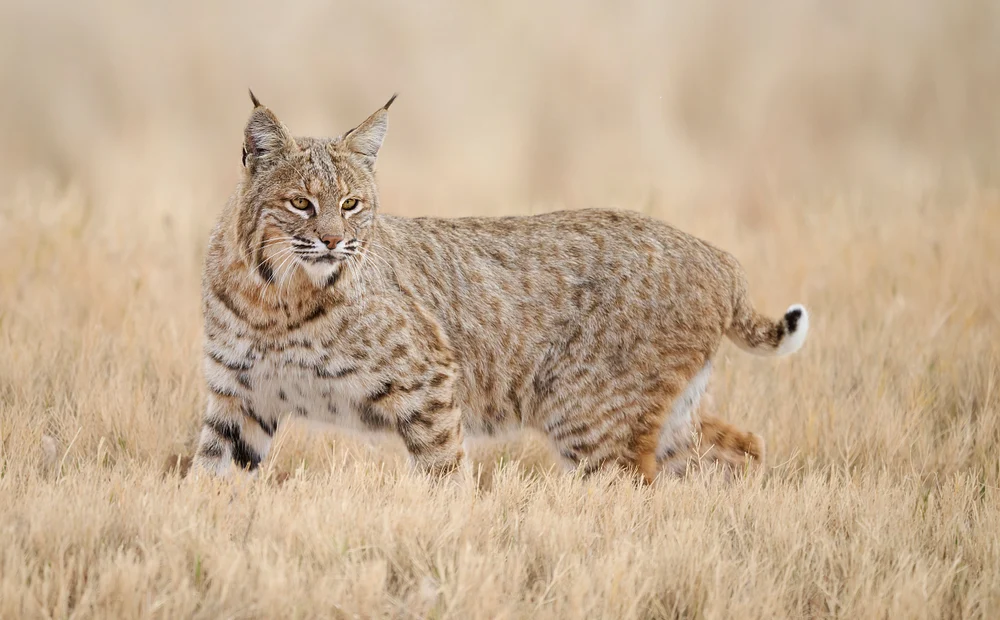 Bobcat at Bosque del Apache