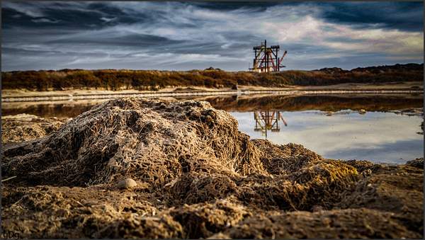 Dry Algae Bay Area by Gino De  Grandis
