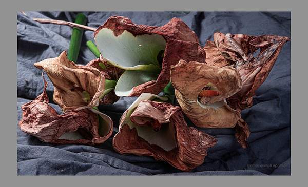 Dry Calla Lilies by Gino De  Grandis