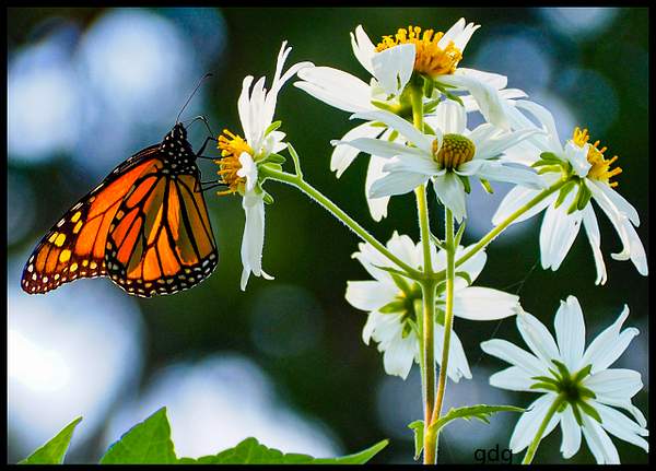 Monarch Butterfly by Gino De  Grandis