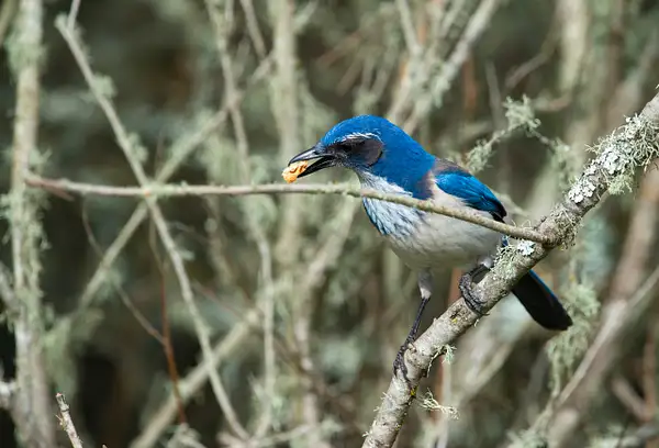 Bluebird by Gino De  Grandis