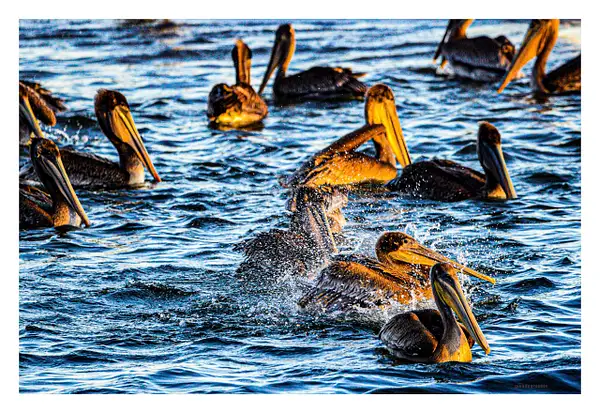Pelicans by Gino De  Grandis