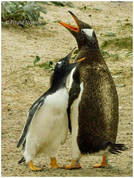 Gentoo Penguins Falkland Islands - Paula Taylor Photography