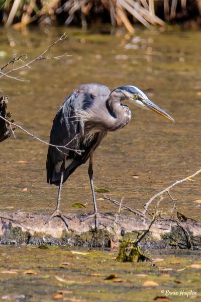 Heron on the Hunt at Wiley Slough - Herons - Rising Moon NW Photography  
