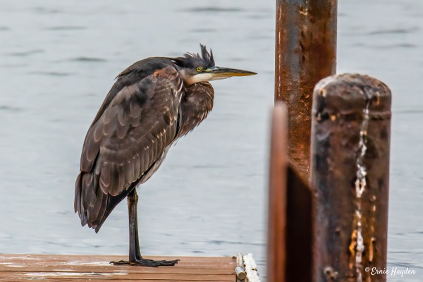 20201004 - Sittin on the Dock by the Bay - Herons - Rising Moon NW Photography 