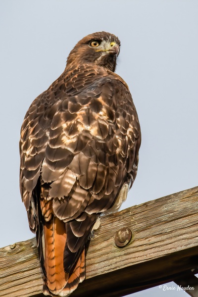 20201025 Red Tail Hawk 2 - Eagles &amp; Raptors - Rising Moon NW Photography