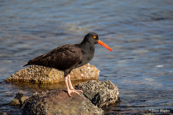 A Beautiful Oyster Catcher - Waterbirds - Rising Moon NW Photography 