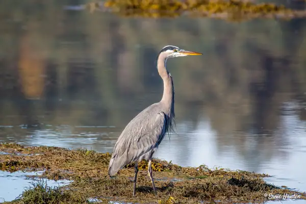 The Mighty Heron on the Hunt by Ernie Hayden