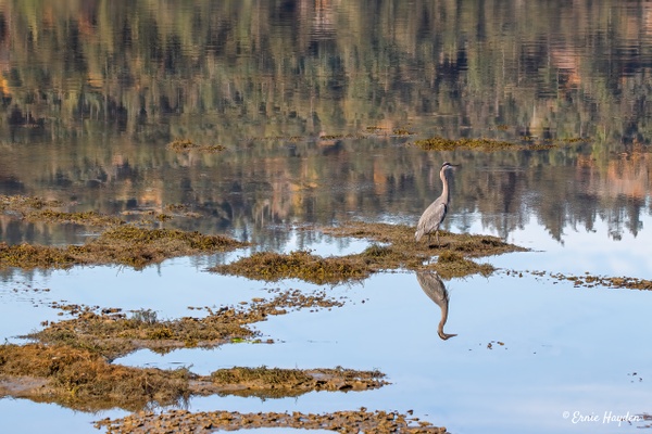 Reflections on Fidalgo Bay - Herons - Rising Moon NW Photography 