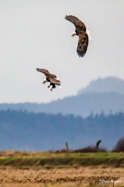 Acrobatic Eagles by Ernie Hayden