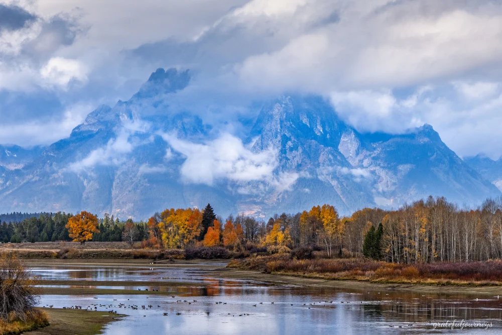 Autumn's Grace