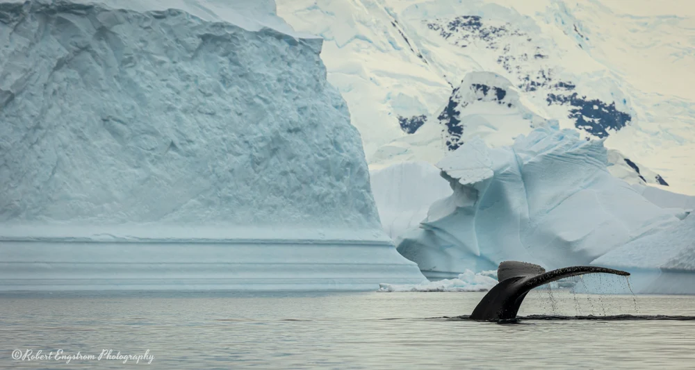 Humpback Whale-Neko Harbour-Antarctic Peninsula