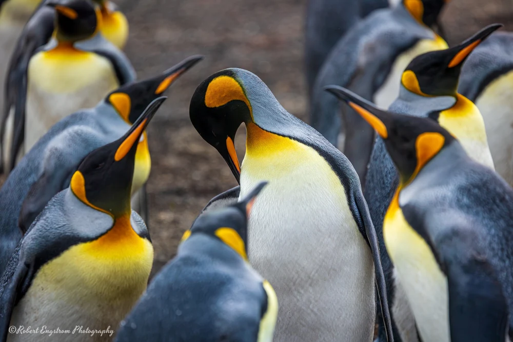 Bashful King Penguin-Saunders Island