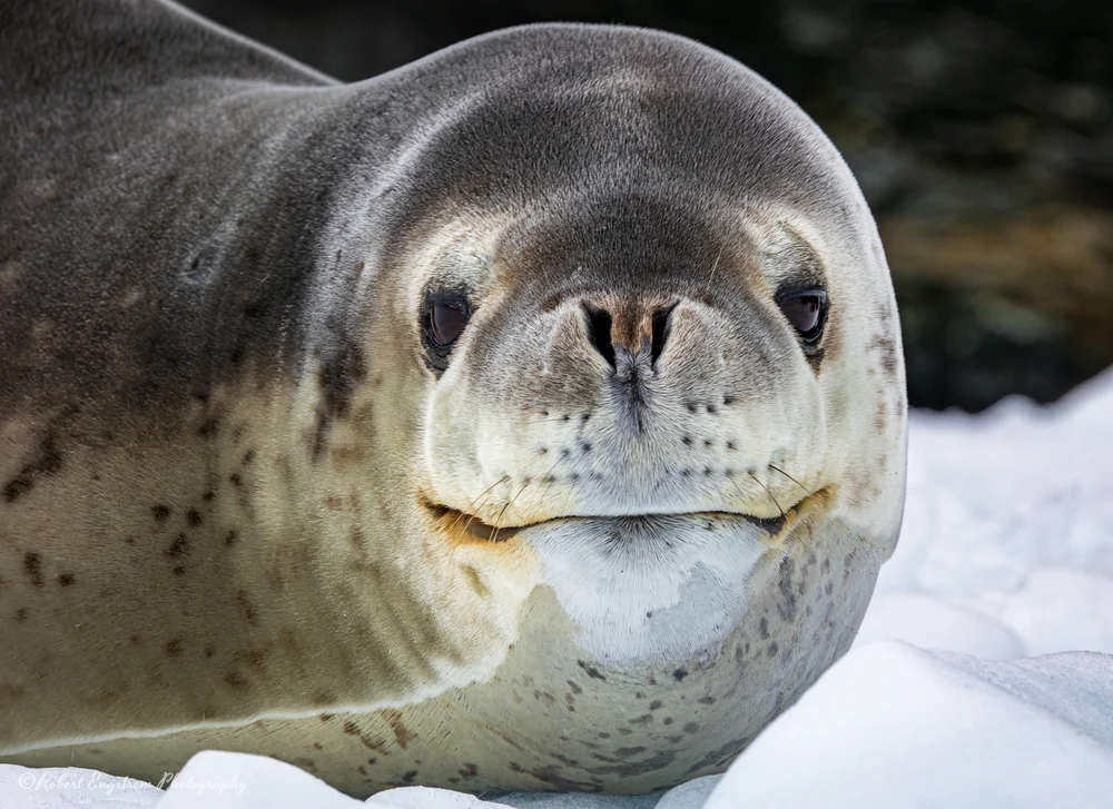Smiling Weddell Seal-South Orkney Islands