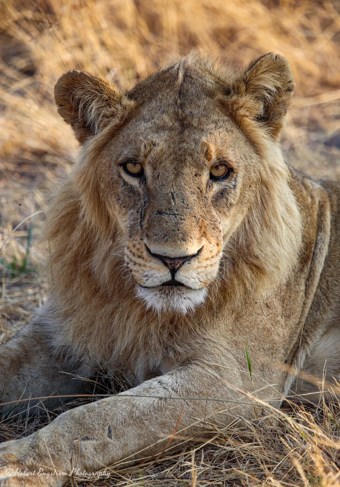 Lion Staring-Okavango Delta-Botswana