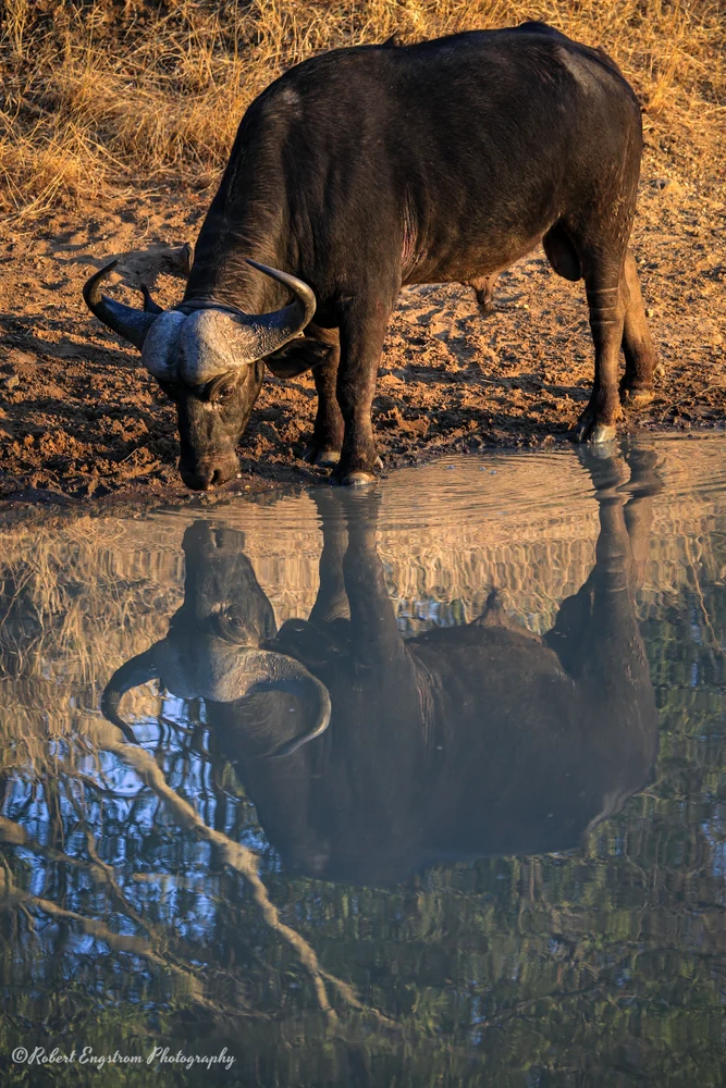 Water Buffalo Reflections-Limpopo Province-South Africa