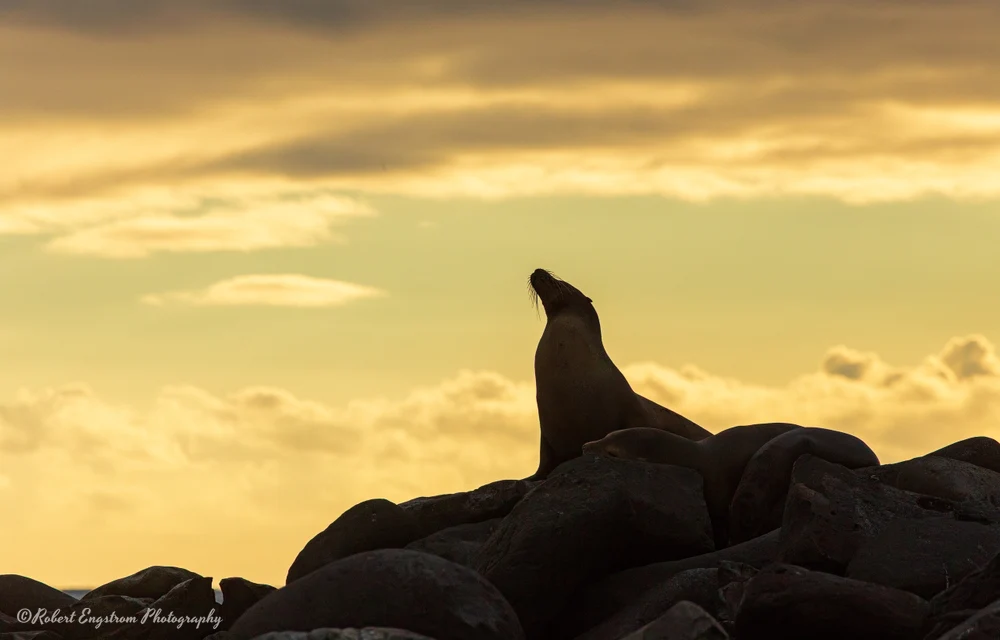 Seal profile at sunset-Galapagos