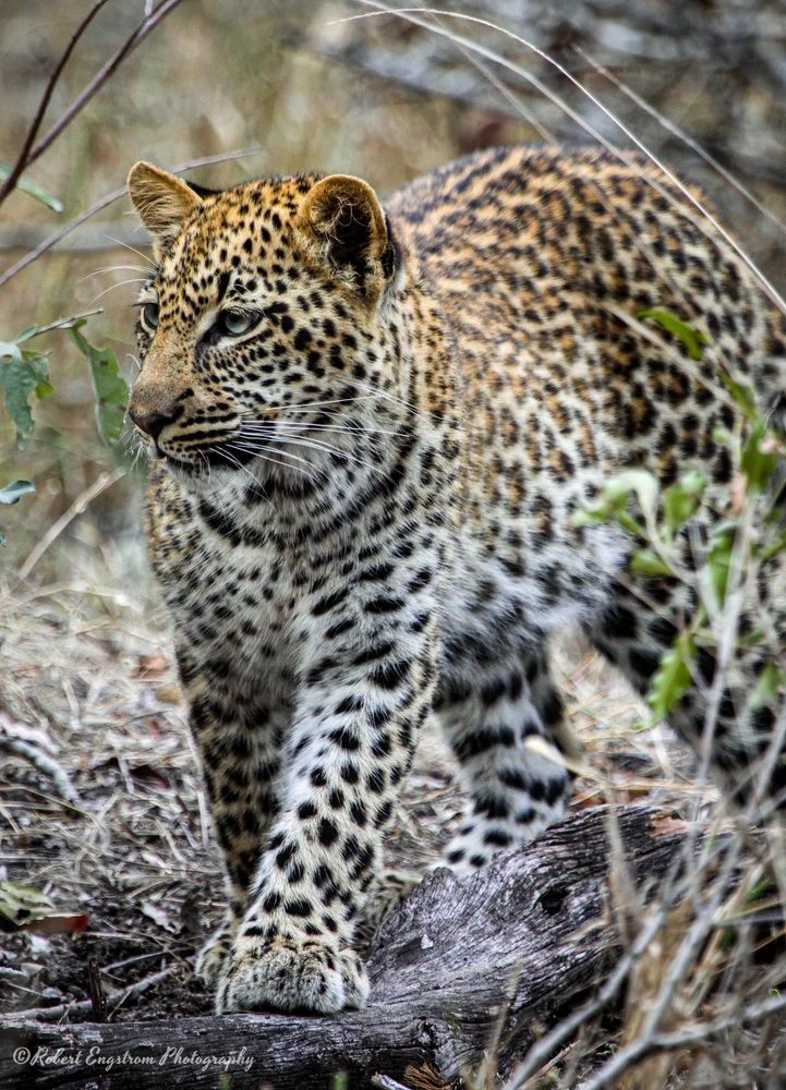 Leopard prowl-Sabi Sands-South Africa