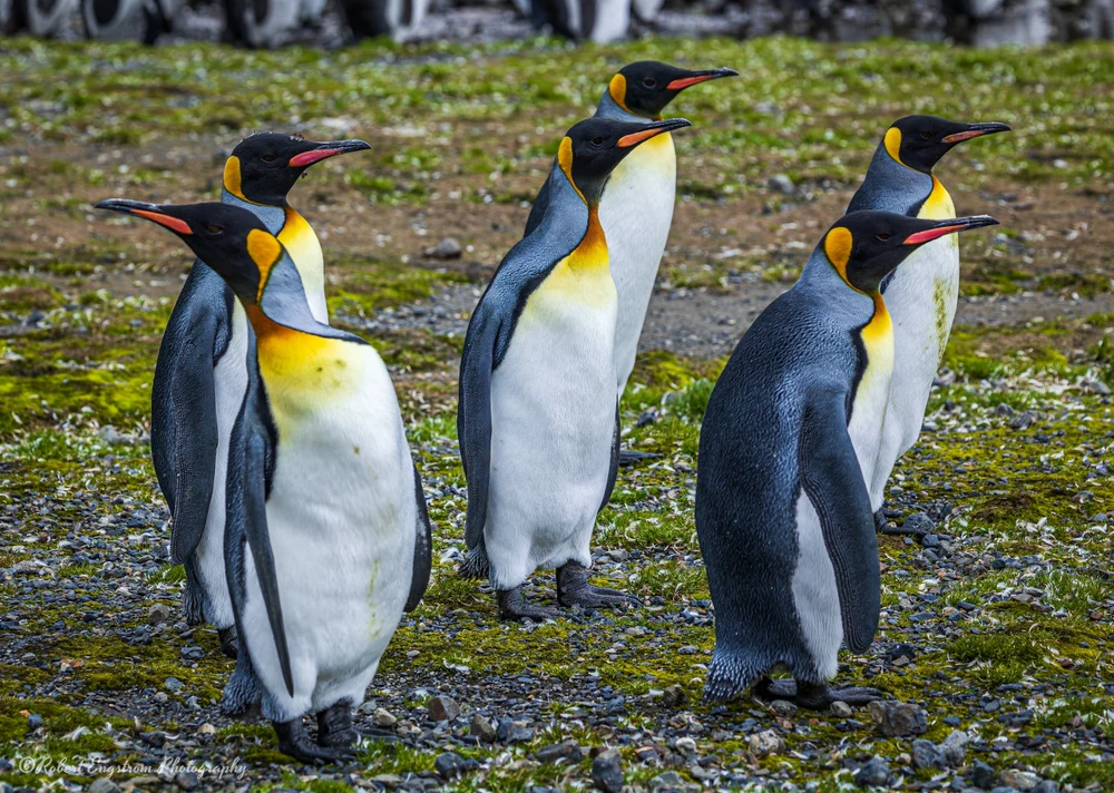 Which way did they go?-King Penguins-Right Whale Bay-South Georgia Island