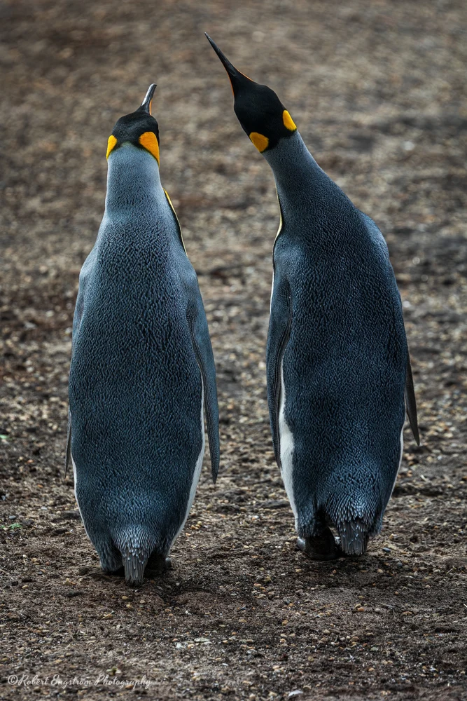 King Penguin Reconciliation-Saunders Island-Falkland Islands.