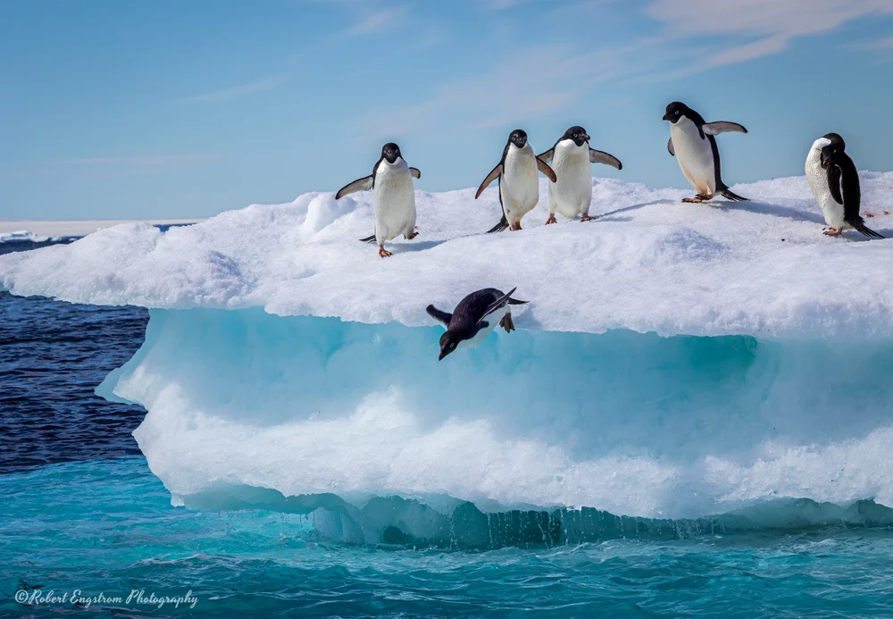 Adélie penguins-Paulet Island-Antarctic Peninsula