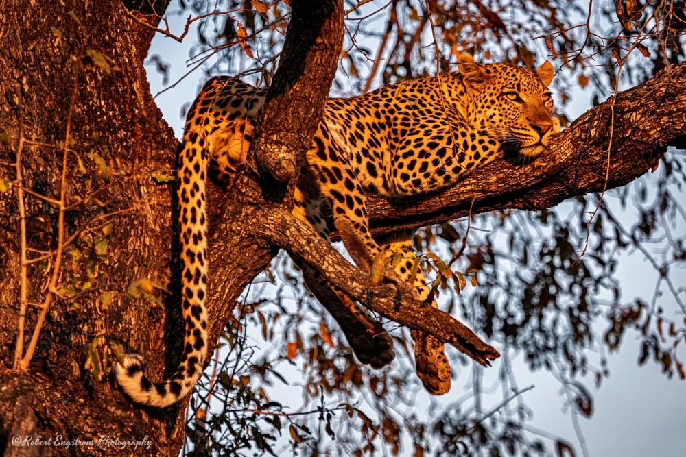 Leopard resting-Sunset-Okavango Delta-Botswana