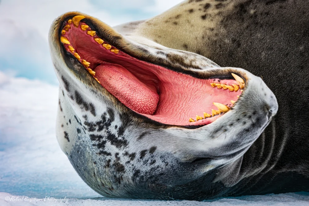 Tired Leopard Seal-Sandefjord Bay-South Orkney Islands