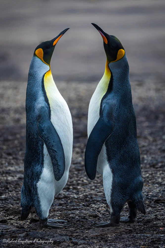 King Penguin Face-off-Saunders Island-Falkland Islands
