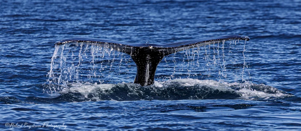 Humpback Whale Leaving-Skjalfandi Bay-Iceland