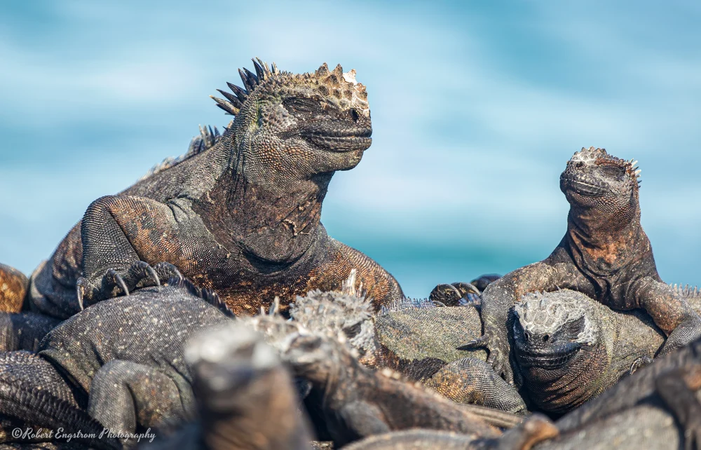 Marine Iguana-Galapagos