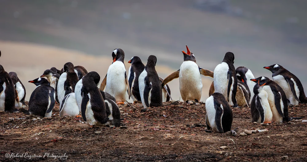 Gentoo Penguin Aria-Saunders Island-Falkland Islands